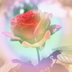 Orchestral Poems