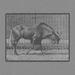 Gnu Walking