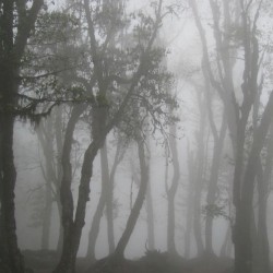 Fog Memory