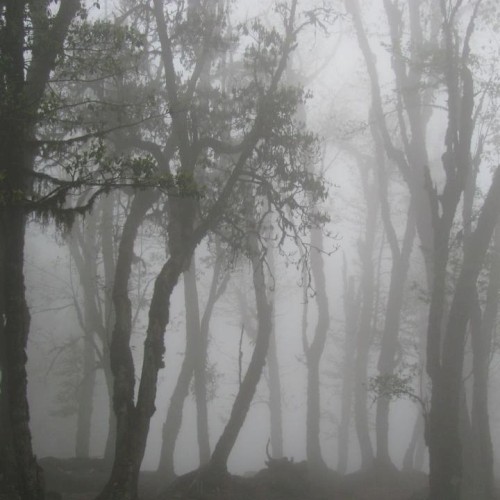 Fog Memory