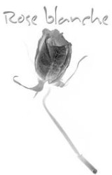 Rose blanche