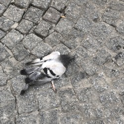 Voldebière