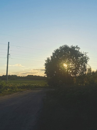 summer trees in the books