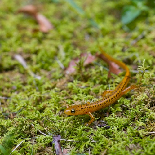Eurycea longicauda
