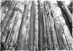 Convergence