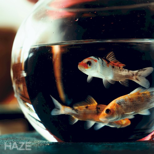 HAZE