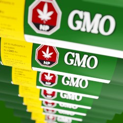 GMO