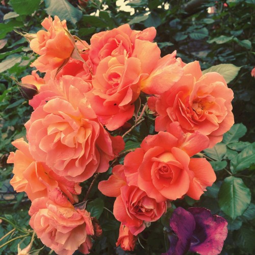 Paradise EP