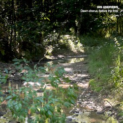Dawn chorus, before the fires