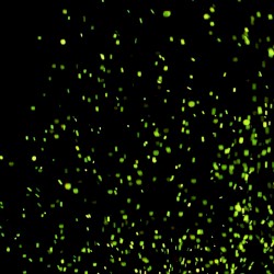 Fireflies