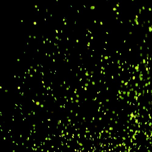 Fireflies