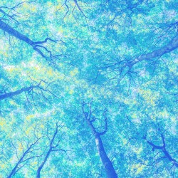 through the trees