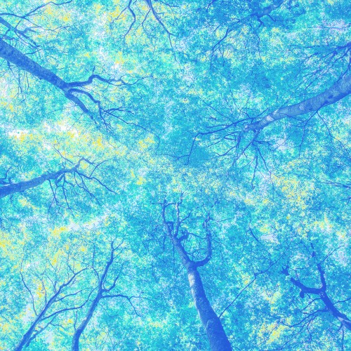 through the trees