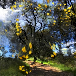 Skywards