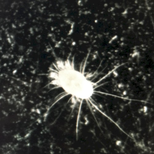 Dustmite EP