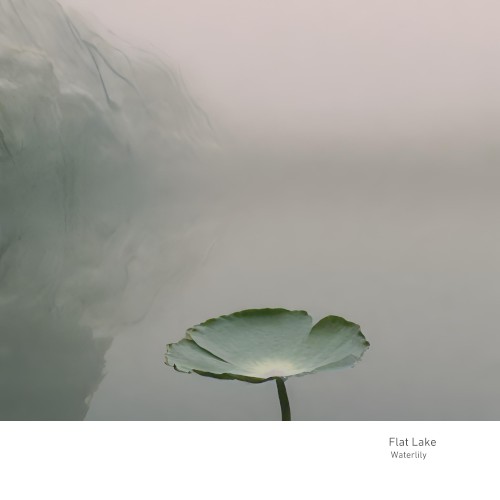 Waterlily