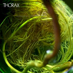 Thorax