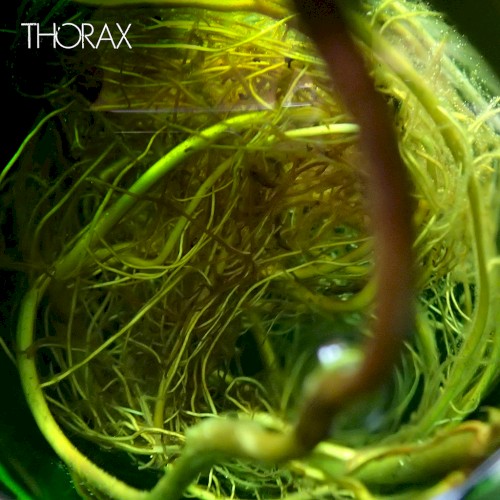Thorax