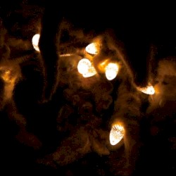 Dust Unsettled: Ten Years of Whitman