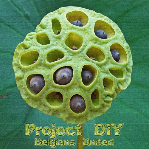 Project DIY - Belgians United