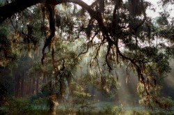 Enchanted Forest of Weeping Willows