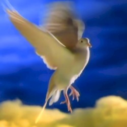 🕊