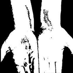 Collection 2005-2007