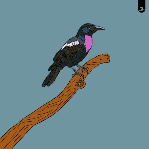 Myna / Fruitcrow
