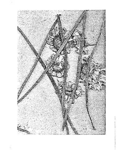 Arvesynd