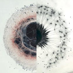 dandelions
