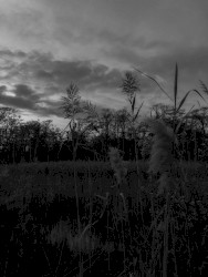 The Strange Demeanor of Solitude (Alternate Version)