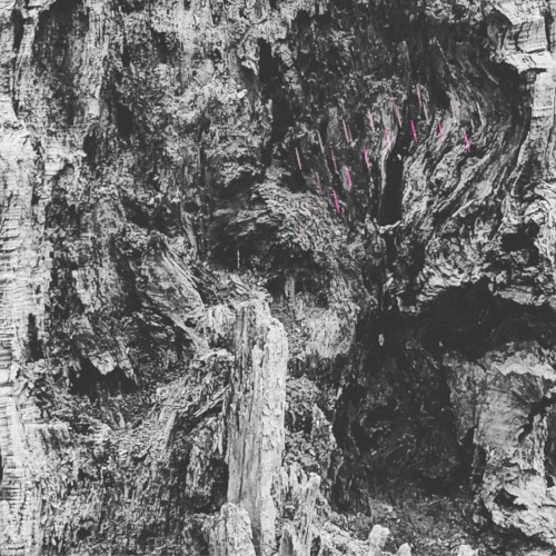 MARBLED BARK