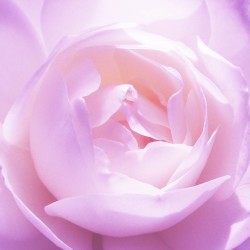 ŵ