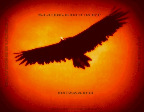 Buzzard