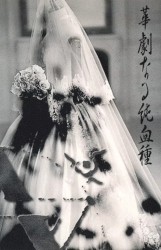 華劇なる純血種