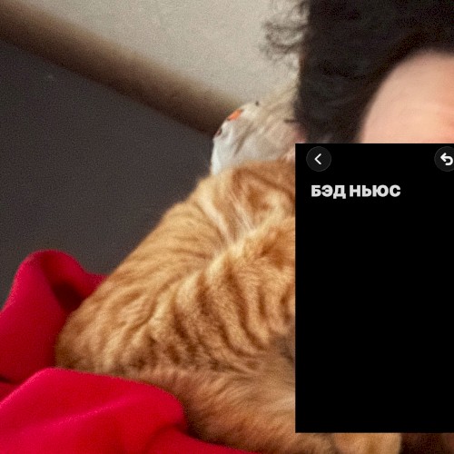 Бэд ньюс