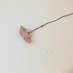 Elm