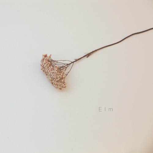Elm