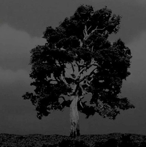 Sycamore Tree