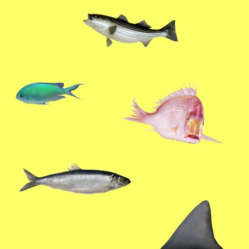 Pissy Fish