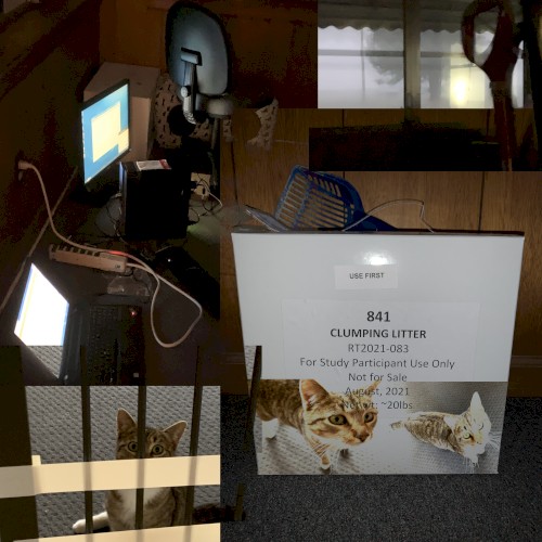 Baseline Location Referential [[INDIR]] .:(V):. [sunroo] "cat-oriented area within +other objects & we all thx big windows surrounding for weather nicenmess." .:(V):.