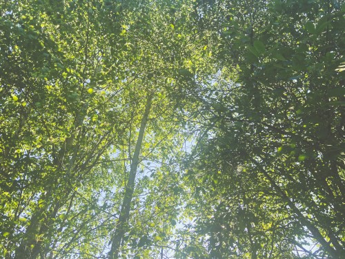 summer day in a forest