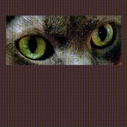Fear