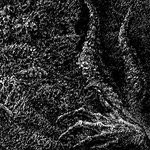 Morbus Nefastus