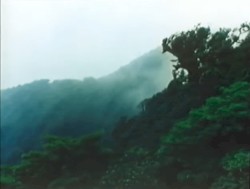 Rainforest Hill III