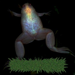Songs for Aquarium Frogs