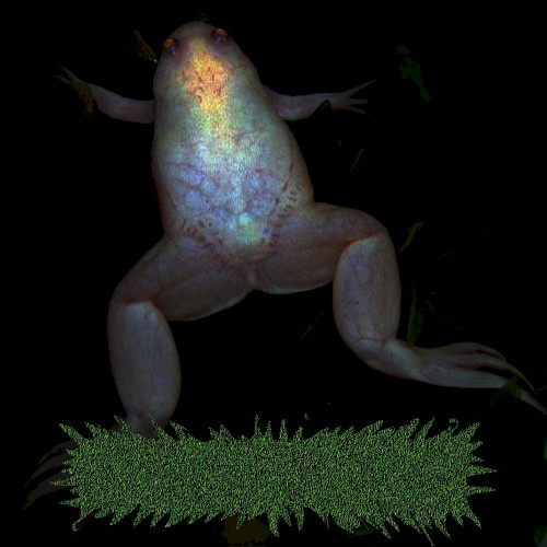 Songs for Aquarium Frogs