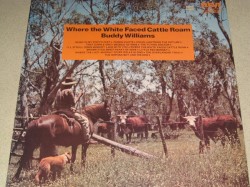 Where the White Faced Cattle Roam
