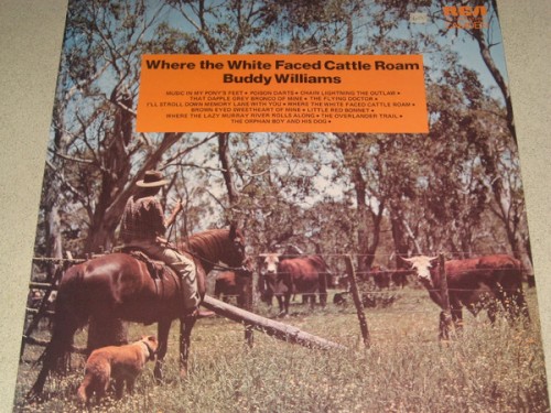 Where the White Faced Cattle Roam
