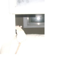 memos v.1